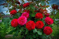 กุหลาบสีแดงดอกใหญ่หอมโมนาลิซ่า (mona lisa)