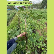 ± 500 SEEDS/SUDU BENIH SAYUR MAMAN / RENDANG MAMAN / JERUK MAMAN