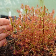 Garden Decoration Drosera madagascariensis | CatchyFlora