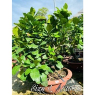 Pomelo Tree/Citrus maxim/ fruit tree/ Fruit plant