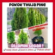 Rina • anak pokok thuja pine • tumbuhan hidup halaman luar rumah tree gardening plant outdoor platyc