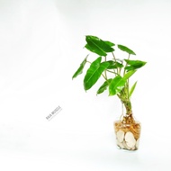 Aquaterra - Philodendron Burle Marx / Philo Brekele