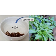 Organic Lemon Basil Seeds