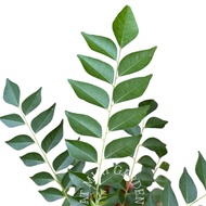 Murraya Koenigii, Indian Curry Tree, Curry Tree (0.5m)