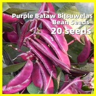 Hyacinth Purple Bataw Bitsuwelas Bean Seeds 红眉豆 20pcs Purple Eyebrow Bean Seed Lentil Seeds Vegetabl