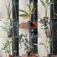 INDOOR PLANT - CALATHEA, Agloenema, SNAKE PLANT,