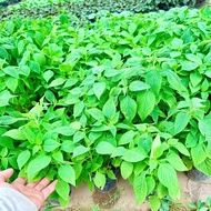 Marjoram - herbs and spices - Medicinal herbs