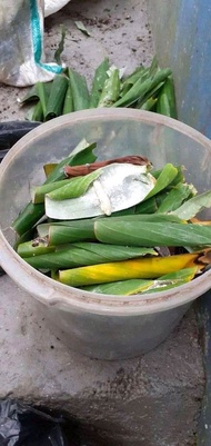 umpan jitu bawal kepompong ulat daun pisang per 30 ekor