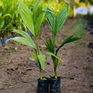 Betel nut varieties, dwarf areca nuts, areca nuts for export