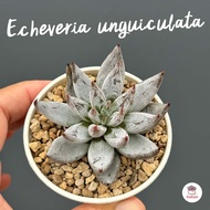 Echeveria unguiculata ไม้อวบน้ำ กุหลาบหิน cactus&amp;succulentหลากหลายสายพันธุ์