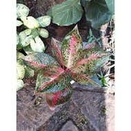 aglaonema tiara lokal