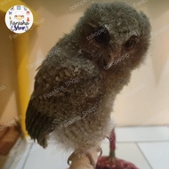 Burung Hantu Anakan Jinak Total