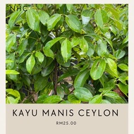 anak pokok kayu manis ceylon pokok besar