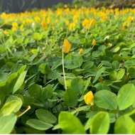 GREENPokok Pokok Bunga Kacang Pintoi Arachis Pintoi Peanuts Plant Creeper On Ground Cover Plant Yellow Flower Pintoi 小黄花