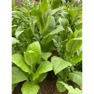 【hot sale】 Guaranteed germination rate 2000+ Fresh Virginia Golden Tobacco Seeds Ancestral Tobacco