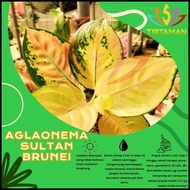 Aglonema Sultan Brunei / Aglaonema Sp Kuning Emas Terlaris|Best Seller