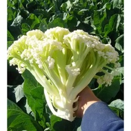 50 Biji Benih Sayur Kembang Fioretto 60 Cauliflower Seed - 50 Seed