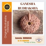 GANESHA RUDRAKSHA 10pcs FROM JAVA INDONESIA SIZE 9mm - 12mm ( 0.9cm- 1.2cm) Ready to make hole