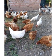 telur fertil ayam white leghorn x larmod harga 1.butir telur