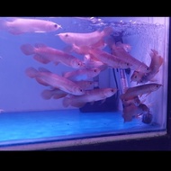 PTR ikan arwana golden red arowana golden red 10cm