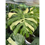 Monstera Thai constellation variegated P90 live plant / pokok hidup rare hangs runtuh