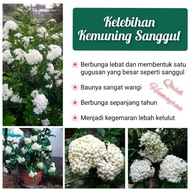 Kemuning Sanggul dan Kelebihannya