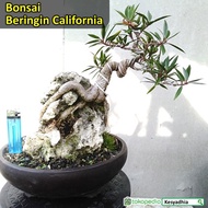 Bonsai Bringin/ Beringin California/ Kalifornia [#2] Siap Pajang