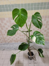 室內植物白斑龜背竹