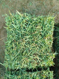 BLUE GRASS/BERMUDA GRASS 7x7 inches 5+1