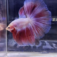 ikan cupang halfmoon flamingo sakura