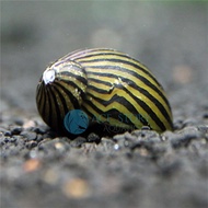 Zebra Snail Nerite Snail [2pcs | 4pcs | 6pcs]