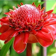 Anak Pokok Kantan Merah Menyala aka Torch Ginger