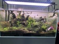 魚缸連濾桶及CO2系統