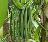 pokok vanilla / vanilla real plant