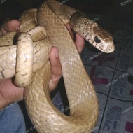 ular jali/ptyas mucosus(sulfur)