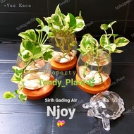 COD Njoy Water Pothos, Njoy Pothos, Glass Vase, Table Plant - Vase + Coaster