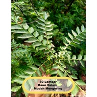 Koja Bay Curry Leaves Per 10 Stems Fresh Leaves Easy to Dry