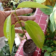 Anak pokok kayu manis