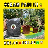 SEKAM PADI BAKAR 1 PACK MURAH KEDAH