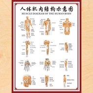 Human Body Skeleton Chart Wall Chart Organ Internal Organ Structure Chart Poster Spine Chart Graphic