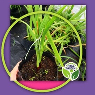 ANAK POKOK BAWANG DAYAK@Bawang hantu