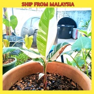 [LIVE PLANT] ANAK POKOK PISANG MUSA / PISANG BATIK / VARIEGATED BANANA FLORIDA