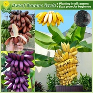 เมล็ดพันธุ์ กล้วยแคระ บรรจุ 50 เมล็ด Mixed Dwarf Banana Tree Seed Fruit Seeds for Planting บอนไซ ต้นไม้ เมล็ดผลไม้ พันธุ์ผลไม้ เมล็ดพันธุ์ผลไม้ ต้นไม้กินผล บอนสีพันหายาก ต้นไม้ผลกินได้ เมล็ดบอนสี ต้นไม้แคระ ต้นไม้มงคล ปลูกง่าย คุณภาพดี ราคาถูก ของแท้ 100%