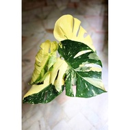 Monstera Deli Creme Brulee