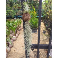 Air plant pokok angin Spanish moss janggut adam