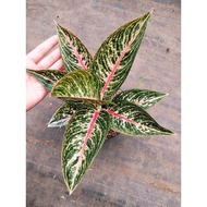 Sindo - Aglaonema Legacy Live Plant L8Y9NHAYCM