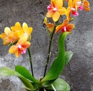 Anggrek bulan kuning dan biru