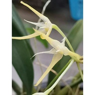 Orchid Bulbophyllum laxiflorum