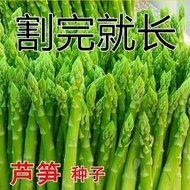 Asparagus Seeds Four Seasons Planting King of Vegetables Imported Green Asparagus Seeds Vegetable Se