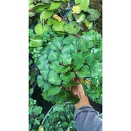 Taiwanese water chestnut (water chestnut) fruit